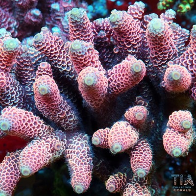 TIA Pink Lotus Spathulata Acropora Colony (cut to order)