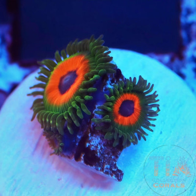Whammin Watermelon Zoanthids Frag