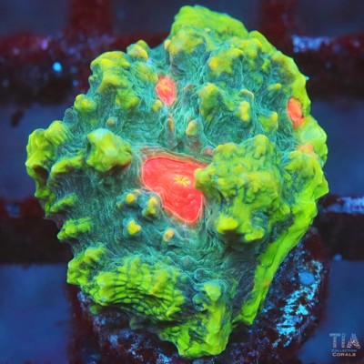 Dragon Heart Chalice