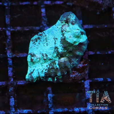 Abyssal Erosion Chalice Frag