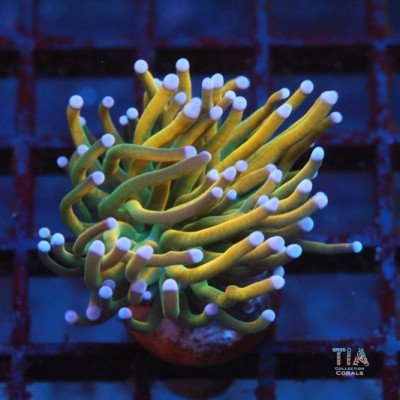 Dragon Rider Holy Grail Torch