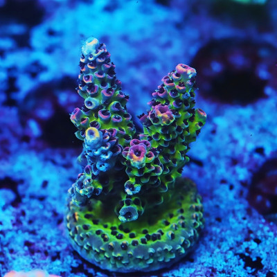TIA Molten Honeycomb Acropora Frag