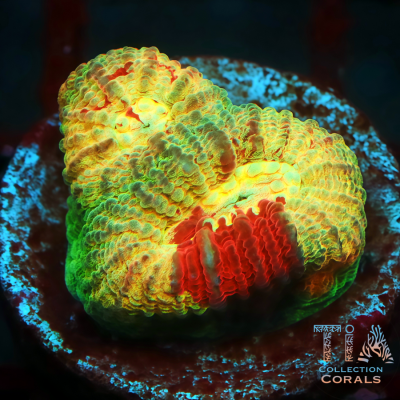 Red Splatter Favia Frag