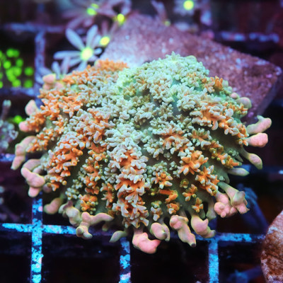 TIA Pistachio Puff Bounce Mushroom