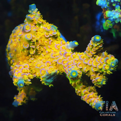 Big R Walt Disney Tenius （cut to order）