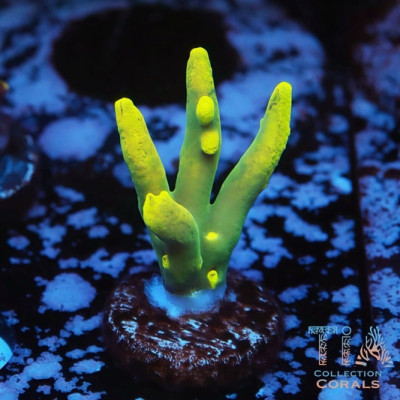 TIA Beetlejuice Suharsonoi Frag