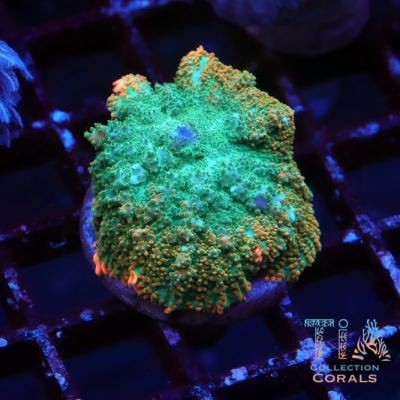 TIA Gold Rim Jade Bounce Mushroom