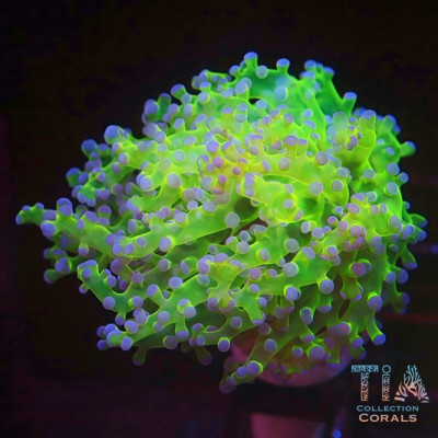 Malaysian Neon Frogspawn RARE