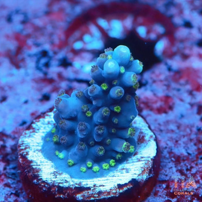 Frosted Blueberry Acropora