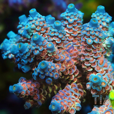 TIA Signature Iceflower Tenuis Acropora Colony (cut to order)