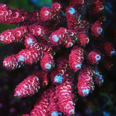 TIA Bloodforge Millepora Acropora (cut to order)