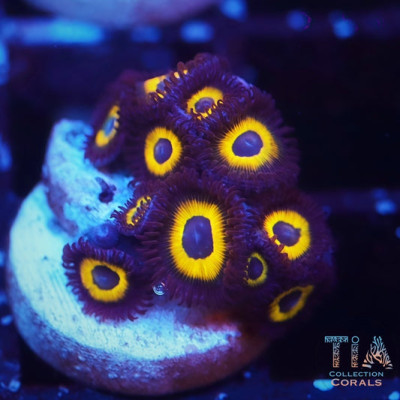 Bella Donnas Zoanthids Frag