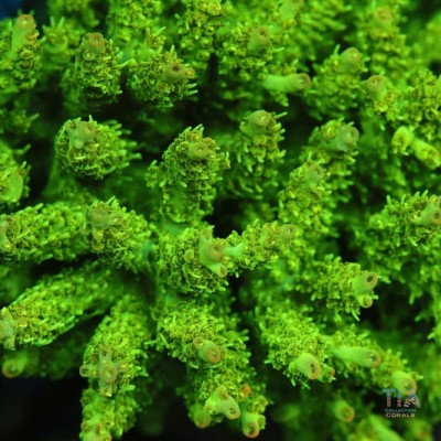 TIA Wasabi Tip Acropora Colony (cut to order）
