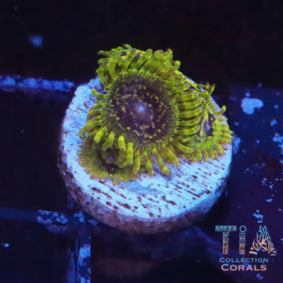 TIA Golden Stratosphere Zoanthids