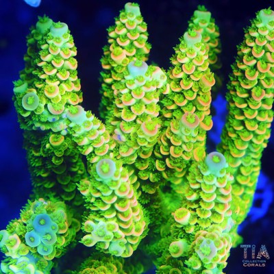 TIA Golden Dynasty Acropora Colony(cut to order）