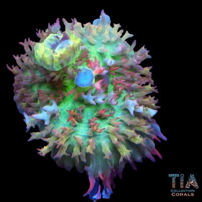 Rainbow St. Thomas Mushroom(rare found)