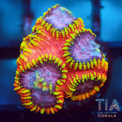 KO Burning Passion Favia Frag