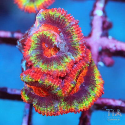 Ultra Rainbow Acan Frag