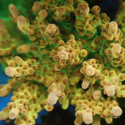 TIA Peach Vortex Acropora Colony (cut to order)