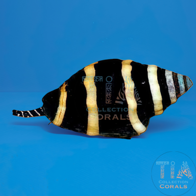 Bumble Bee Snail 3 lots