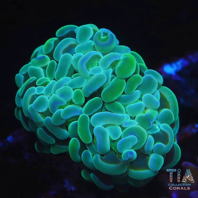 Teal Hammer Frag
