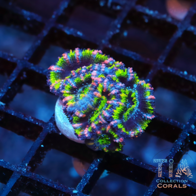 New TIA Hanabi Rainbow Acan Frag