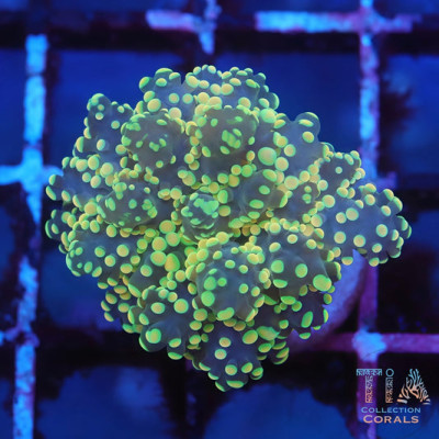 Bright Yellow Octospawn