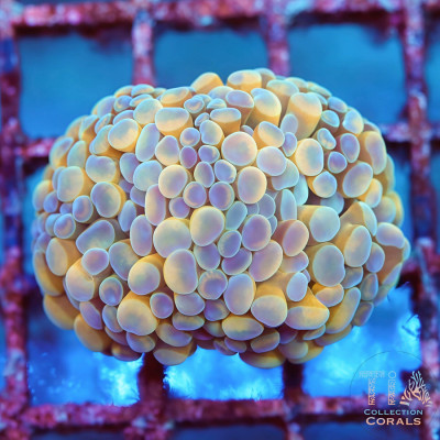 Bi-Color Orange Hammer Frag (1-2 Heads)