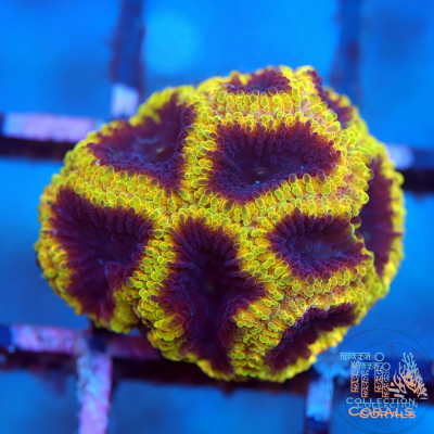 Wolverine Favia Frag