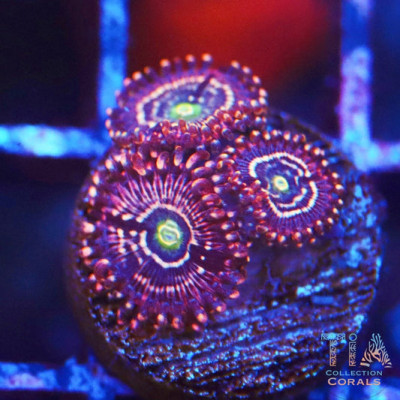 TIA Aliceosphere Zoanthids Frag
