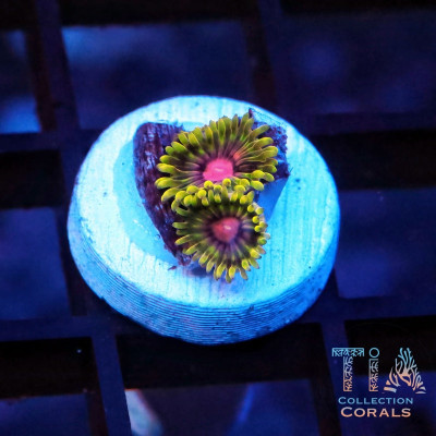 TSA Headrush Zoanthids Frag