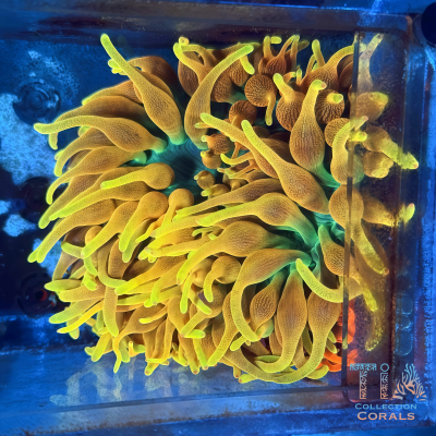 Sang Lee CSB Anemone 10"+ Full Extended