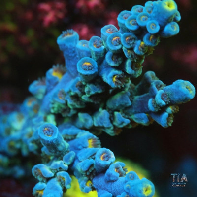 TIA Blue Jellybean Acropora Colony (cut to order)