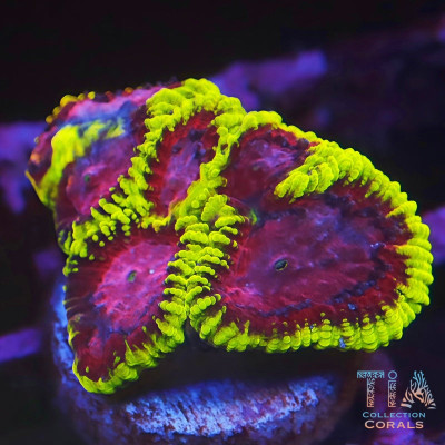 Raptor Peace Favia Frag