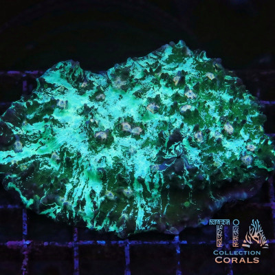 Abyssal Erosion Chalice Colony (cut to order)