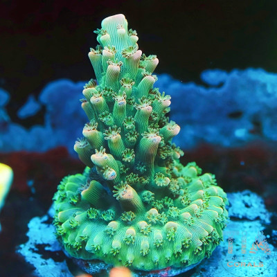 TIA Pink Abrotanoides Acropora Frag