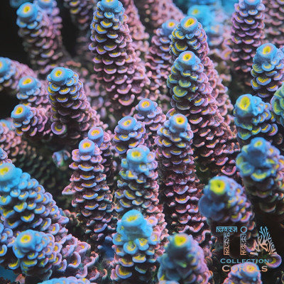 TIA Pink Daisy Tenuis Colony (cut to order)