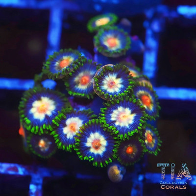 Daisy Cutter Zoanthids Frag