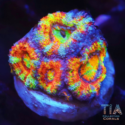 Tank Grown TSA Ultra Rainbow Acan Frag