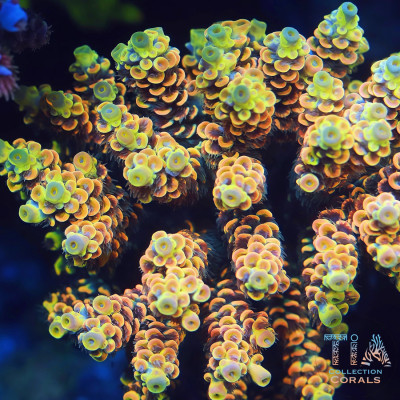 TIA Honeyflare Tenuis Colony (cut to order)