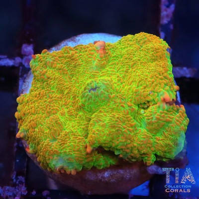 Jumanji Rhodactis Mushroom