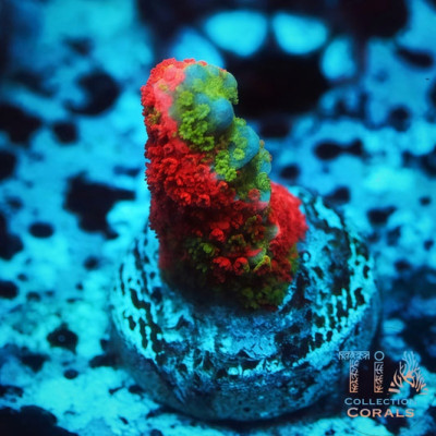 WWC Contraband Grafted Digitata Frag