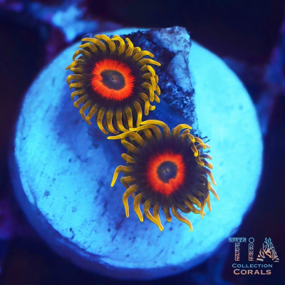 Super Saiyan Zoanthids Frag