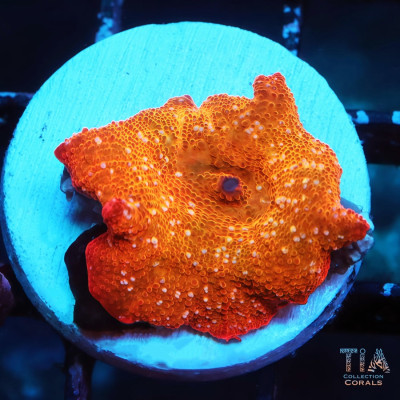 Orange Flame Discosoma Mushroom Frag