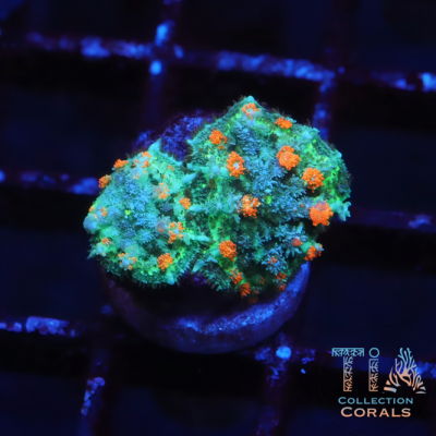 TIA Orange Blossom Bounce Mushroom