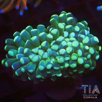 Fat Head Green Torch