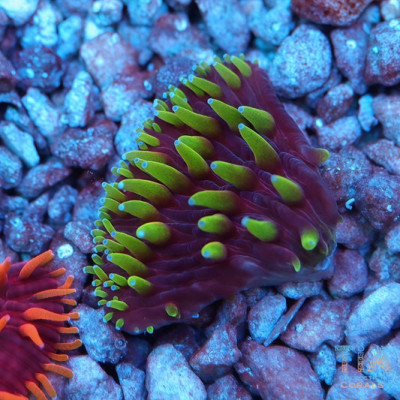 Freak Hair Purple Diaseris Plate