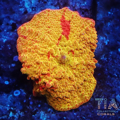 OG Tie Dye Jawbreaker Mushroom Frag
