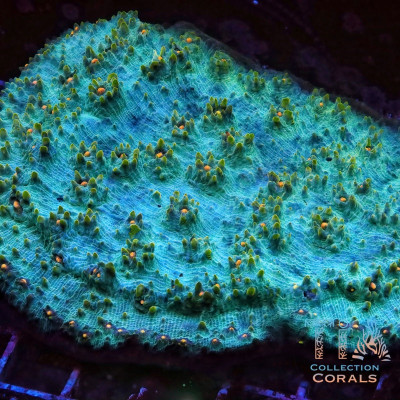 TIA The Blue Box Chalice Colony (cut to order)