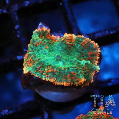 Bifrost Rainbow Rhodactis Mushroom Frag
